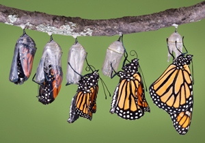 Monarch butterflies landed on cocoons suspended from a branch